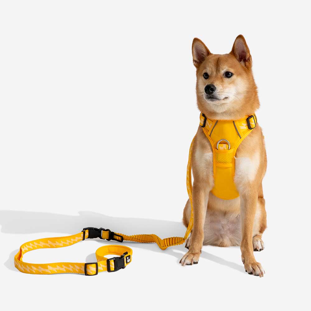Nylon dog leash, highly reflective, with an elastic section to reduce strain during pet walks.