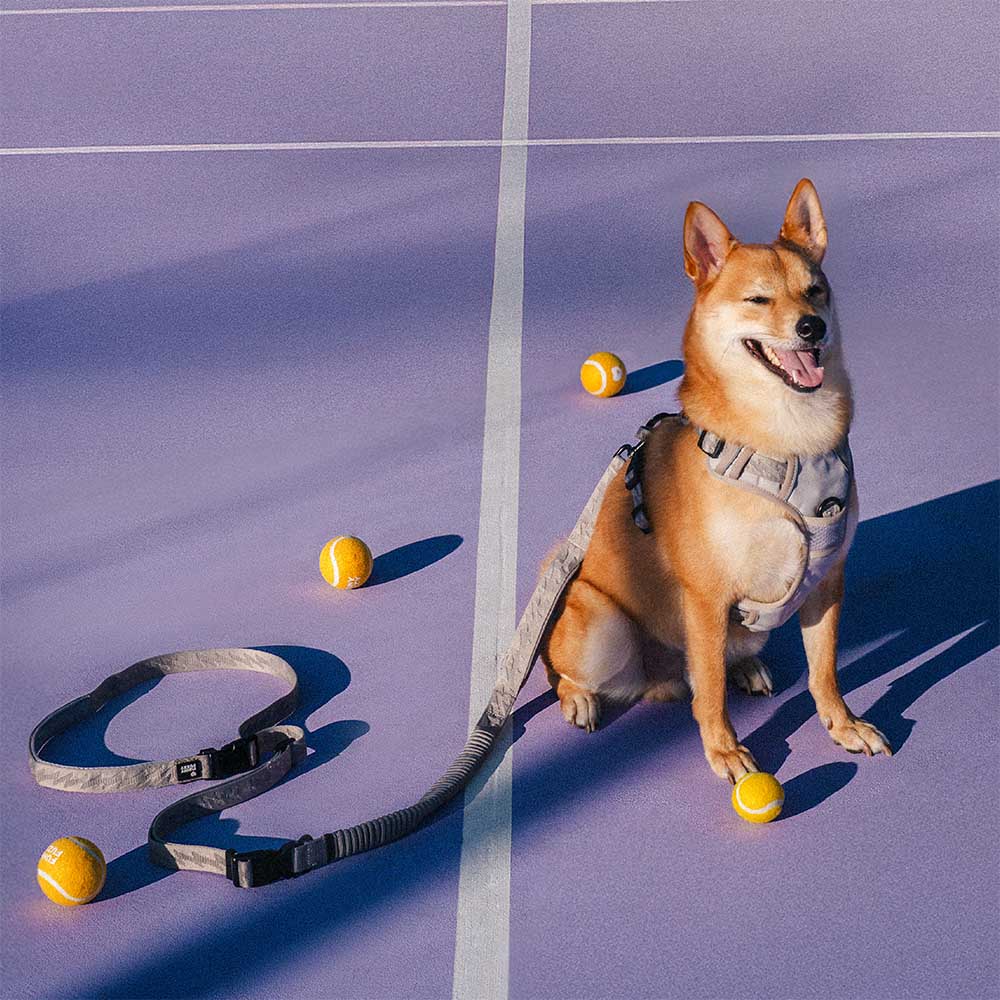 Detailed shot of the adjustable buckle on a reflective elastic dog leash, ensuring a perfect fit.