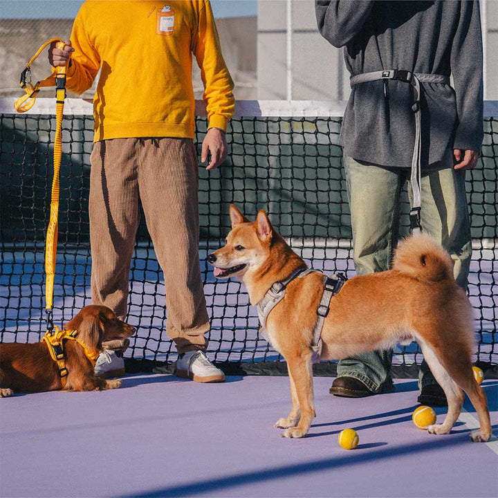 Durable nylon dog leash with reflective stitching and elastic shock absorption for active pets.