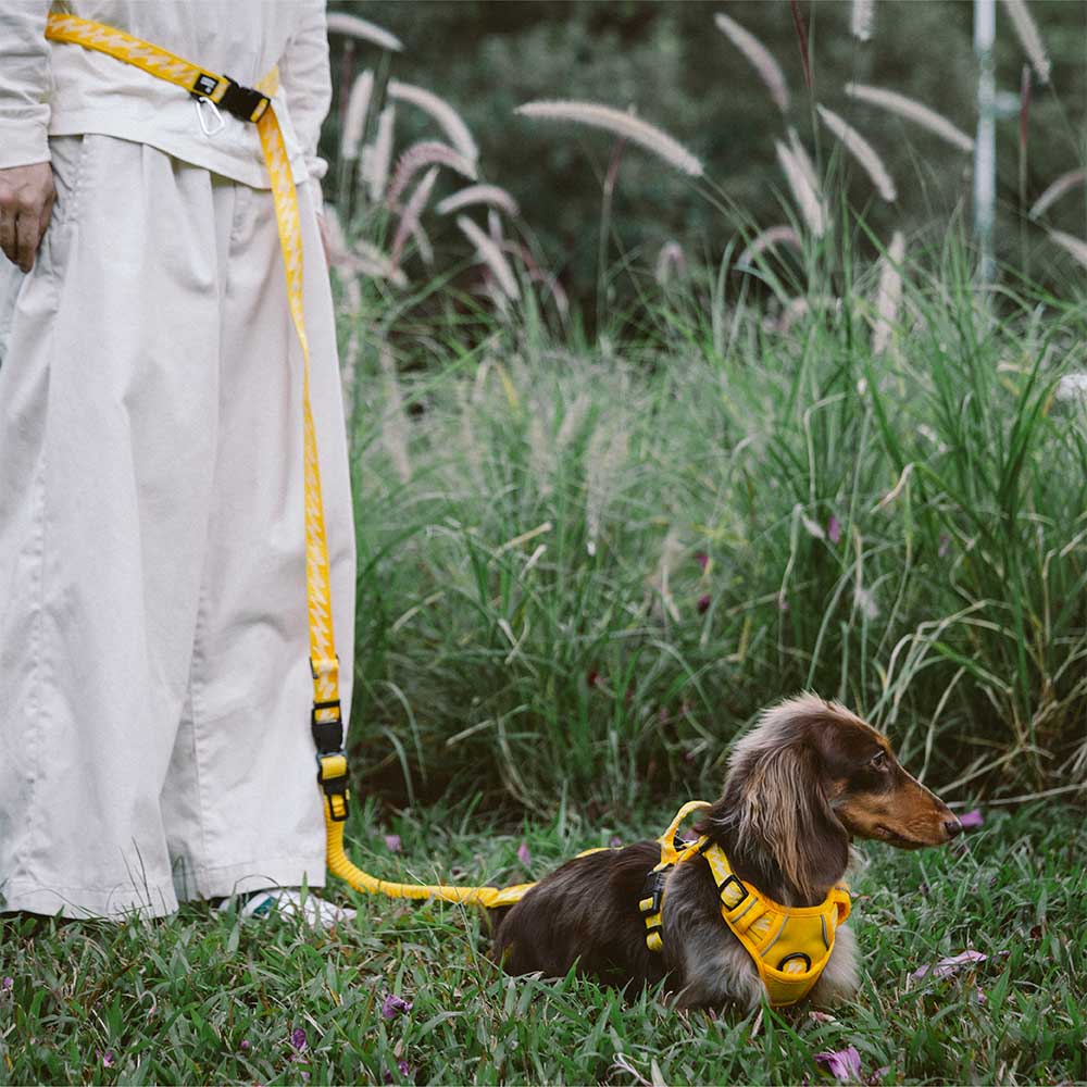 Adjustable reflective dog leash in a vibrant color, perfect for safe outdoor dog walking and training.