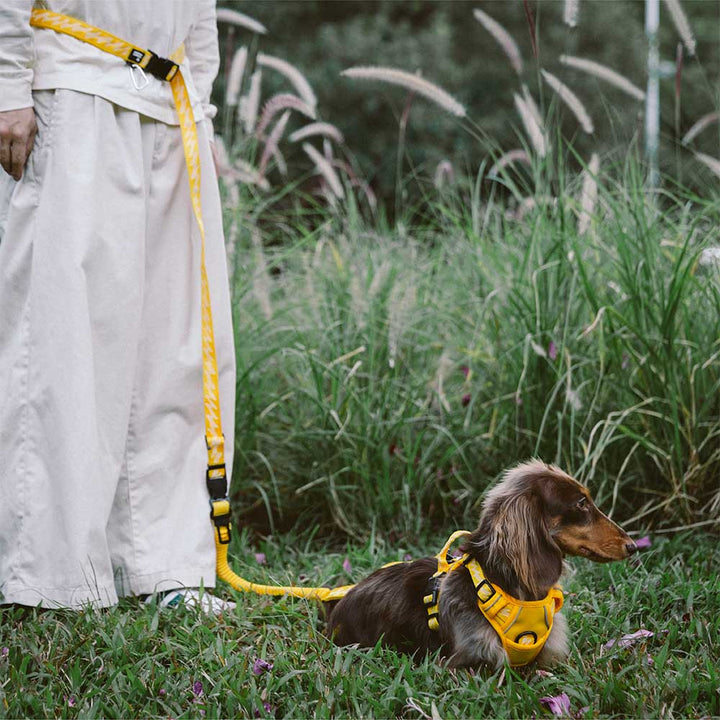 Adjustable reflective dog leash in a vibrant color, perfect for safe outdoor dog walking and training.