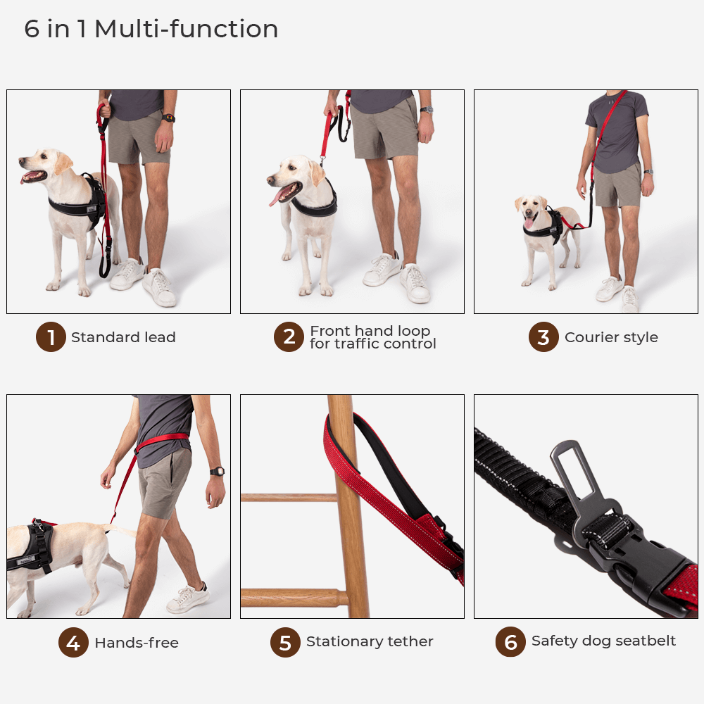 Detail of adjustable straps and buckles on a waterproof dog coat, ensuring a secure fit.