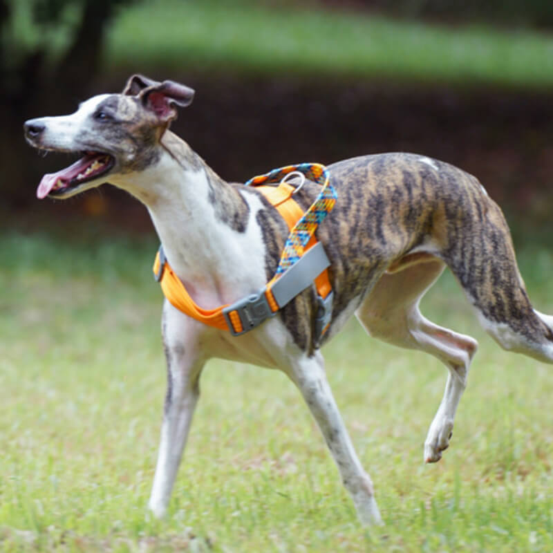 Close-up of reflective anti-pull dog harness with durable fabric and adjustable straps for pet safety