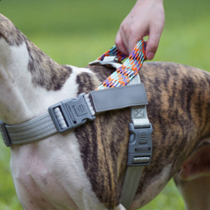 Reflective anti-pull dog harness on a white background, displaying all adjustable straps for perfect fit