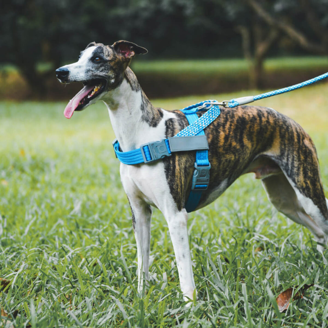 Packaging for unisex reflective anti-pull dog harness and leash set, emphasizing pet safety features