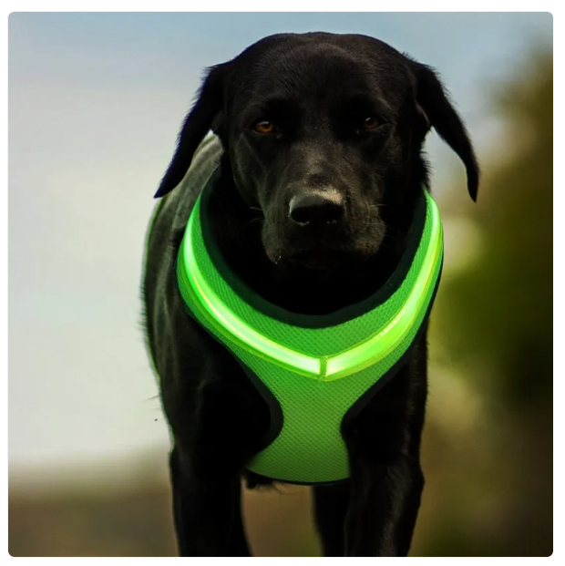 Reflective breathable dog harness for safe night walks, adjustable for comfort and pet safety.