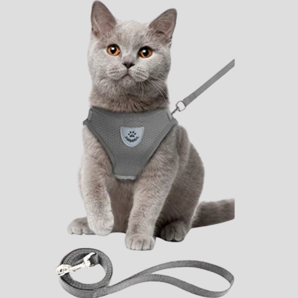 Orange reflective cat harness and pet leash set for enhanced visibility outdoors.