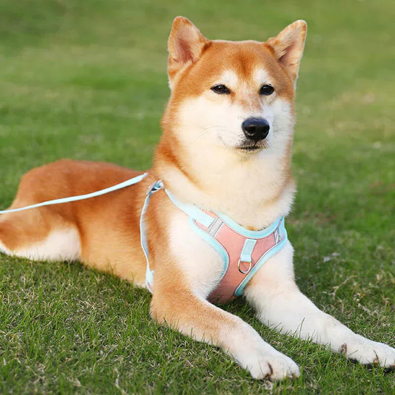 Puppy wearing a black reflective comfort dog harness outdoors, side view, adjustable straps