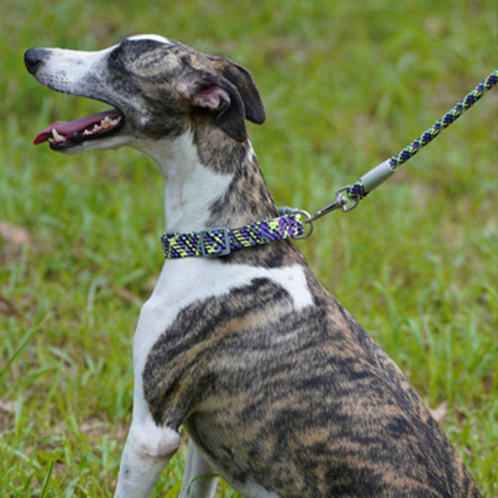 Nylon reflective dog collar with a quick-release buckle, designed for comfort and security