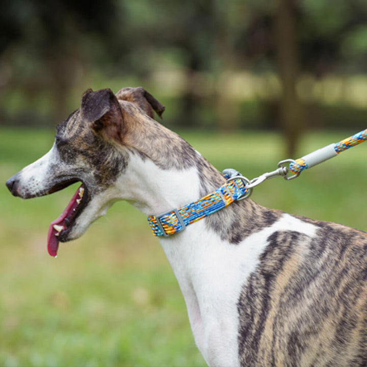 Reflective dog walking set, including a strong leash and a secure pet collar for visibility