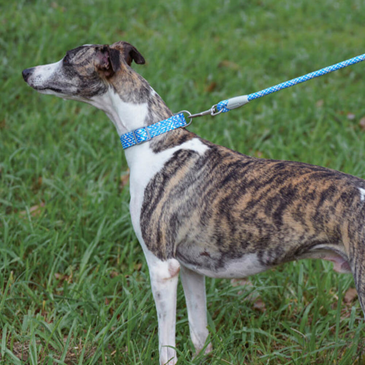 High-visibility reflective dog leash and collar combo, a must-have for pet safety outdoors