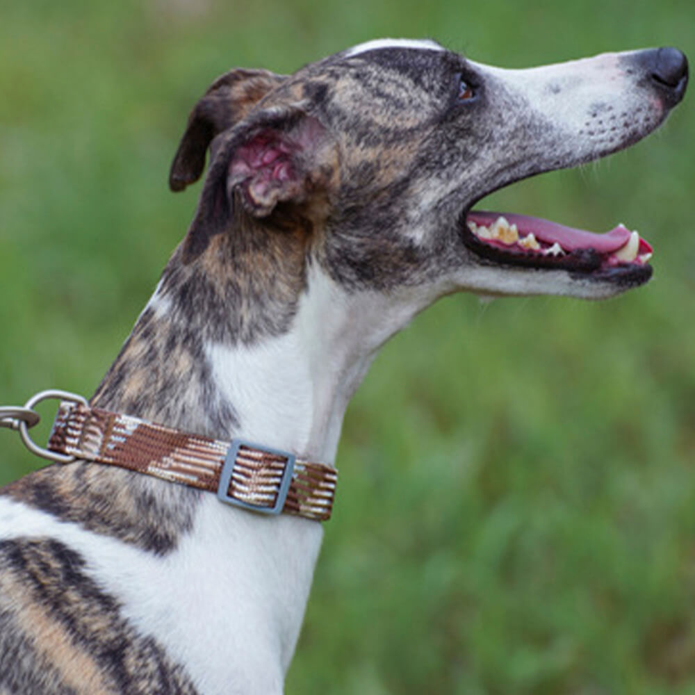 Overview of the pet safety gear: reflective dog collar and leash set on a white background