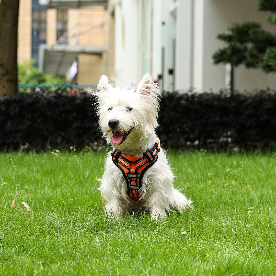 Black reflective dog harness, adjustable straps for secure fit, essential pet safety accessory