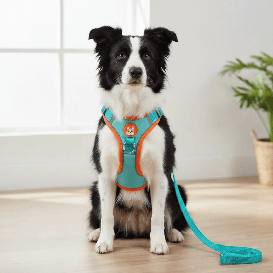 Close-up of reflective stitching on a nylon dog harness, enhancing pet safety at night