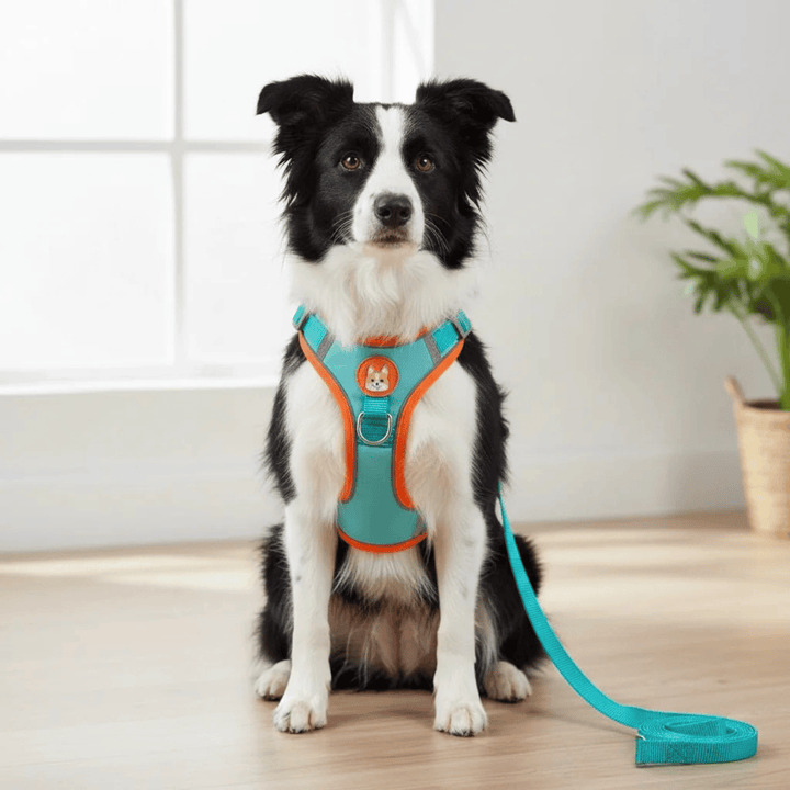 Close-up of reflective stitching on a nylon dog harness, enhancing pet safety at night