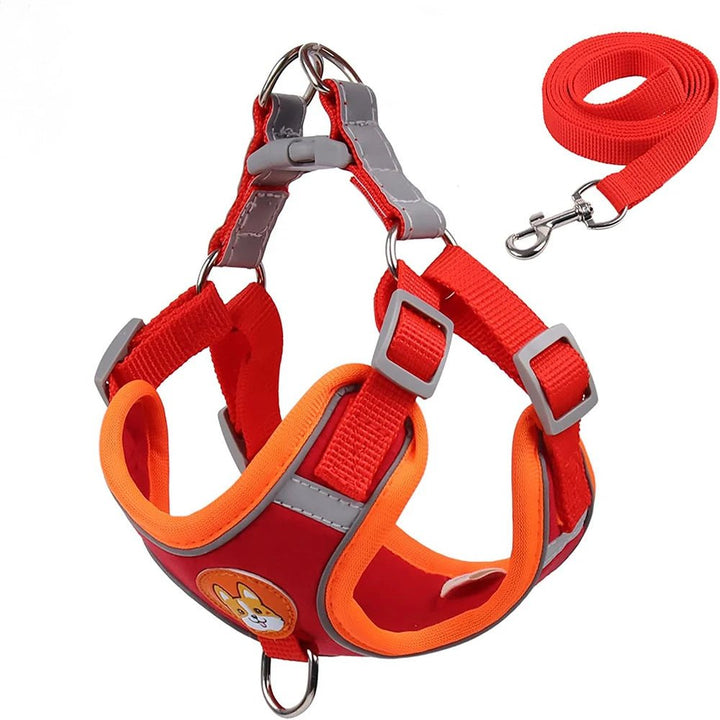 Dog wearing a reflective, adjustable harness, walking safely on a leash outdoors