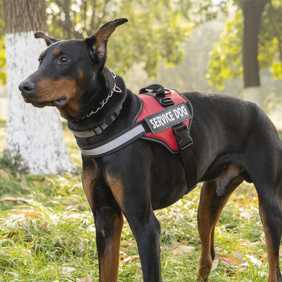 Comfortable polyester dog harness with reflective trim and attached leash for service dogs