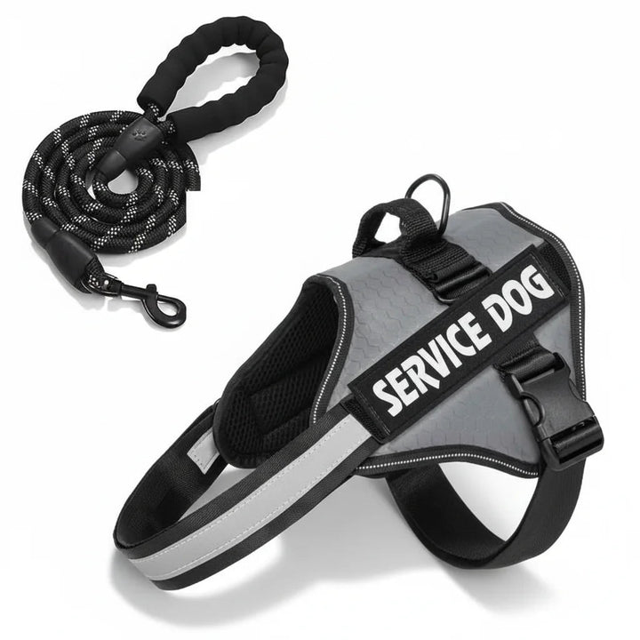 Front view of a service dog wearing an adjustable reflective harness and leash