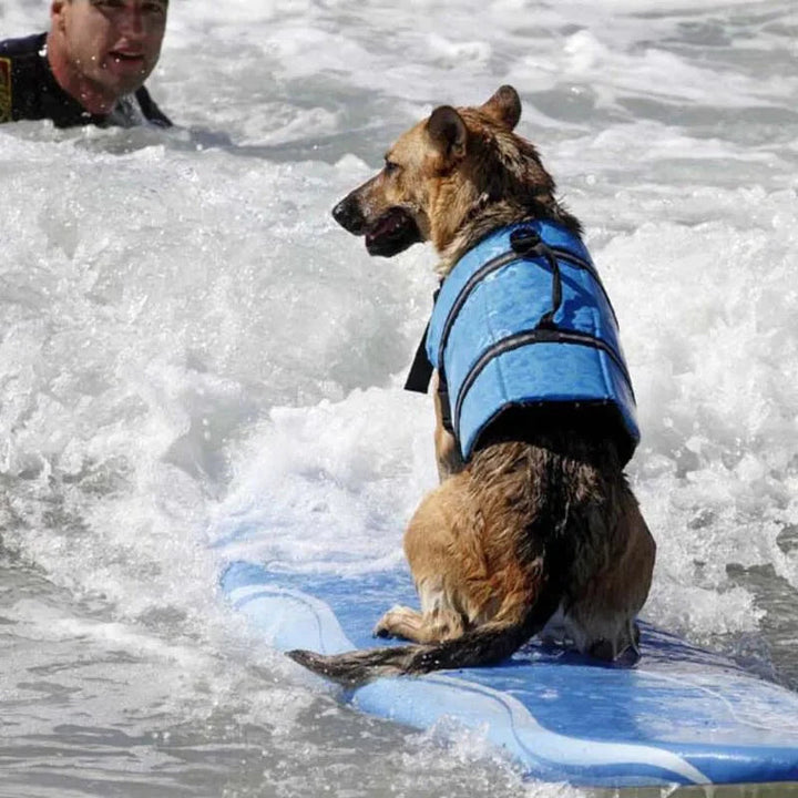Close-up of a dog swim vest showing reflective trim and durable adjustable straps