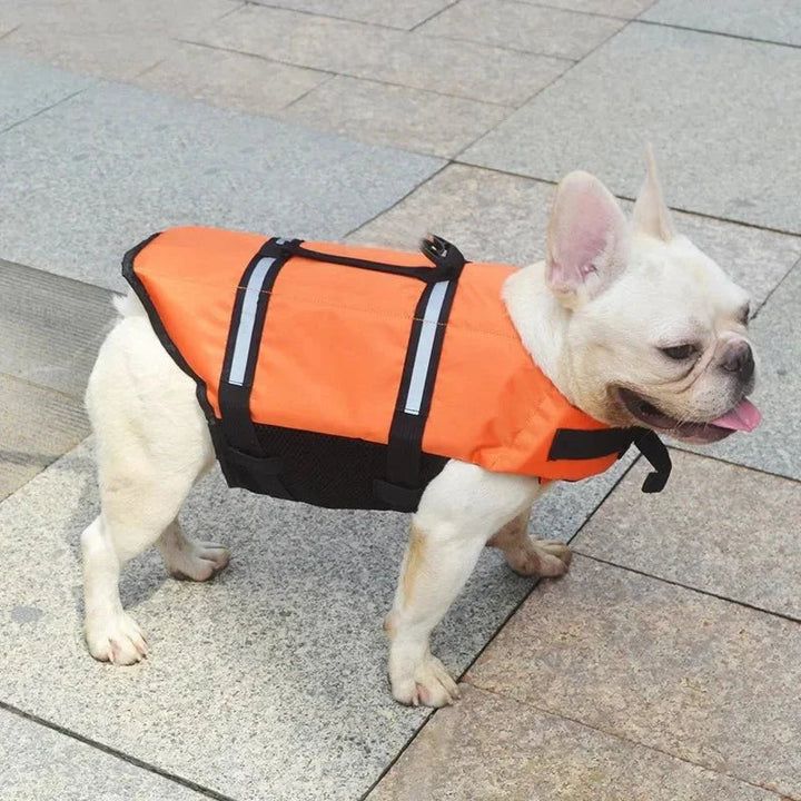 Dog wearing a reflective swim vest, ready for safe swimming and water play