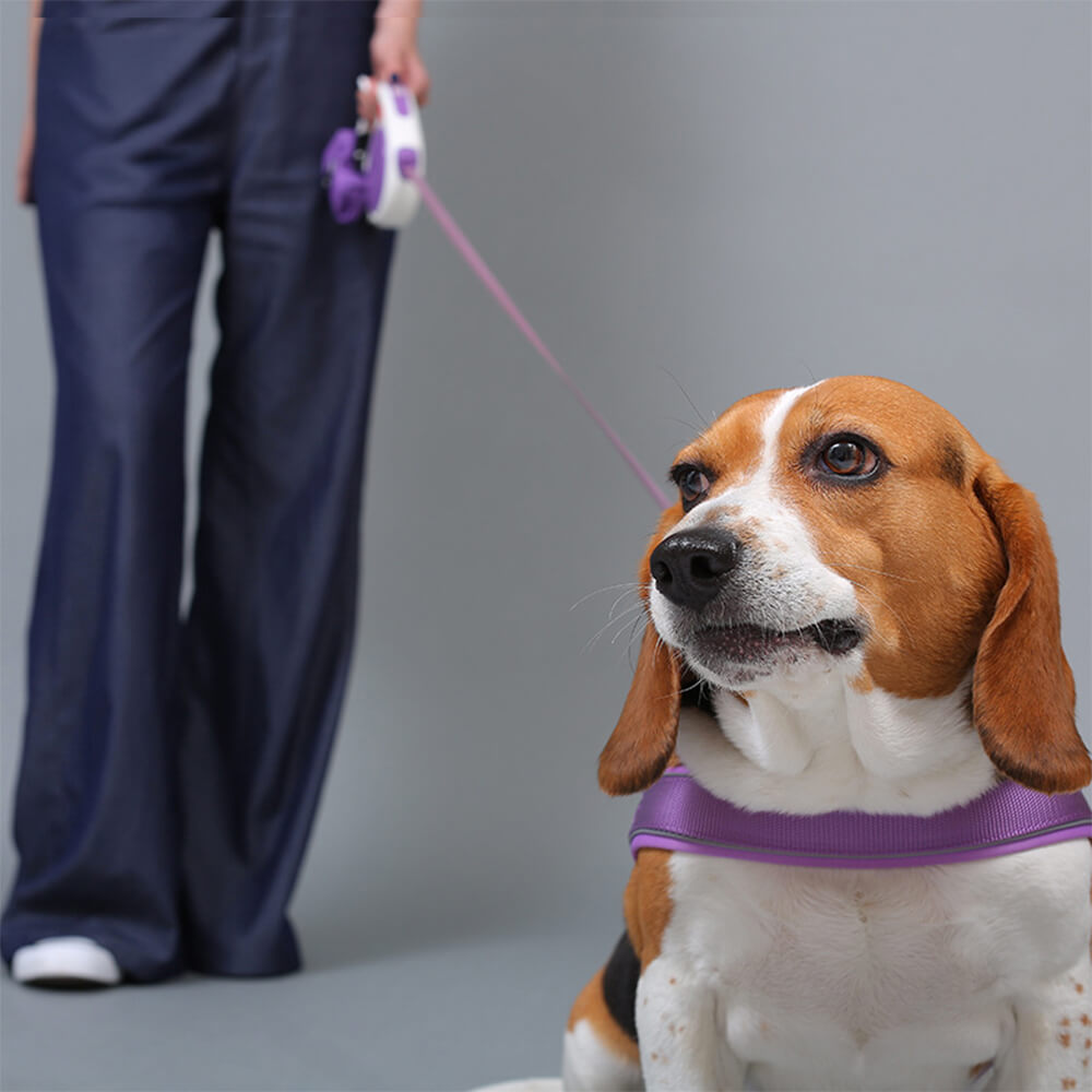 Set of reflective dog harness, collar, and leash, complete pet safety gear for active dogs.