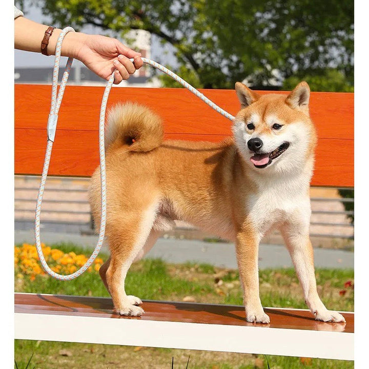 Dog owner holding a reflective nylon leash, walking a large dog safely at dusk.