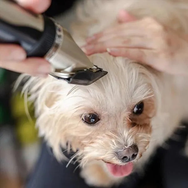Detail view of the ceramic cutting head of the silent dog grooming clippers for safe pet care.