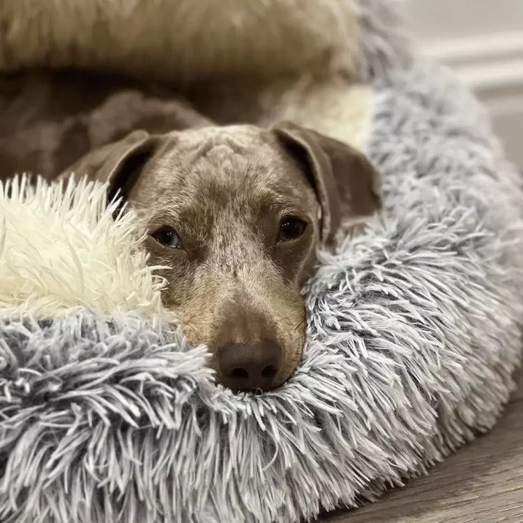 Top-down view of a small dog curled up inside a plush, self-warming faux fur cave dog bed.