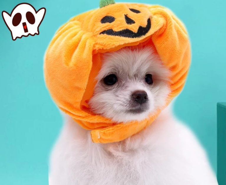 Happy dog wearing a comfy pumpkin costume for Halloween, pet fancy dress