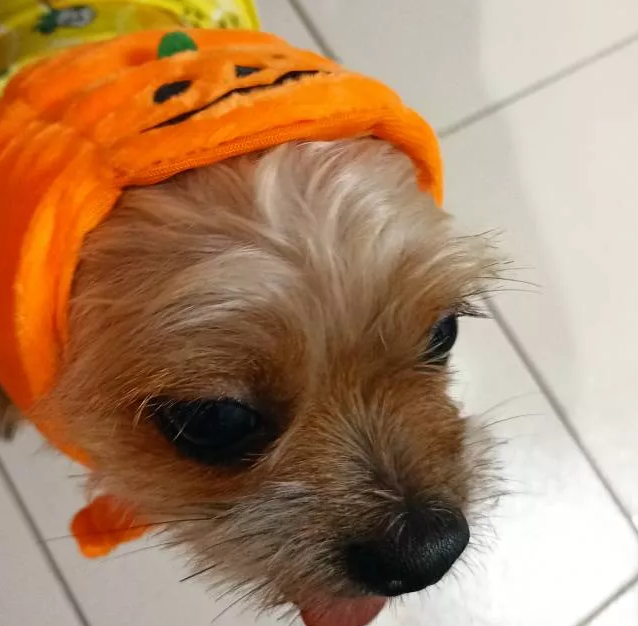 Close-up of a small dog in a vibrant pumpkin Halloween costume, animal apparel