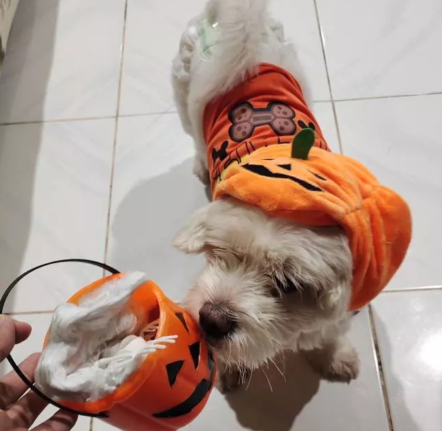 Dog in a fun 'Happy Pumpkin' Halloween costume, perfect for festive pets