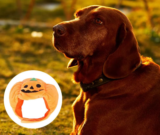 Pet dog dressed in an adorable orange pumpkin costume for a Halloween party