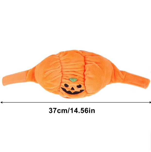 Cute small dog posing in a cheerful pumpkin Halloween costume, animal dress-up