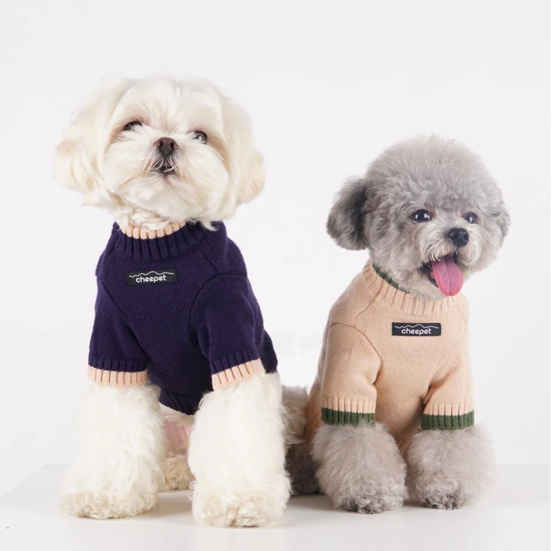 Adorable puppy in a green knit turtleneck sweater, warm dog fashion pullover.