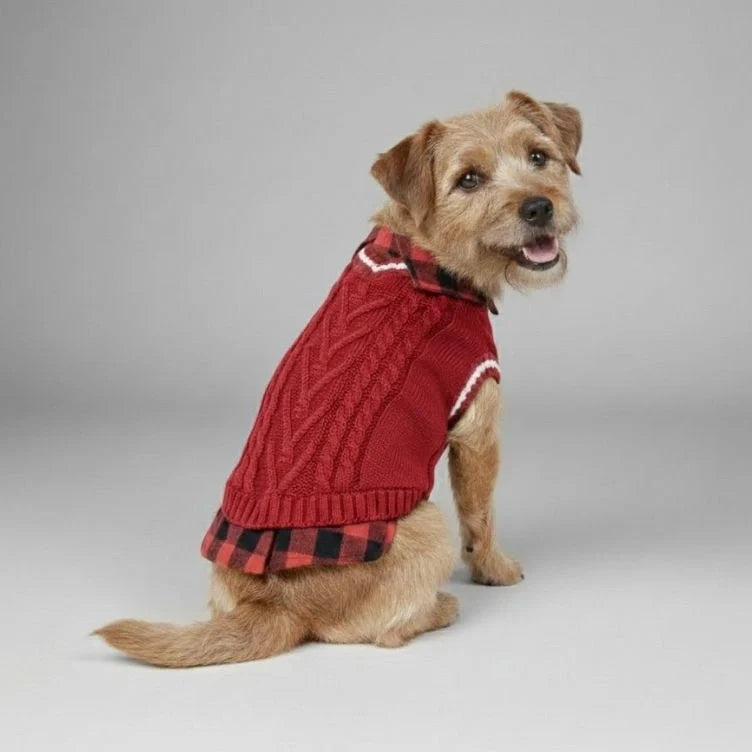 Medium dog wearing a blue cable knit sweater vest, stylish pet apparel for fall.