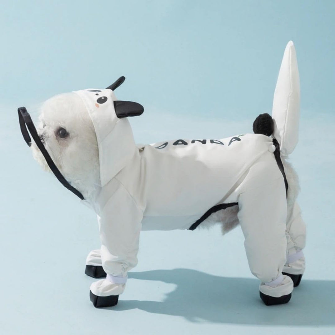 Front view of a small dog in a blue waterproof dog jacket and black dog boots, outdoor