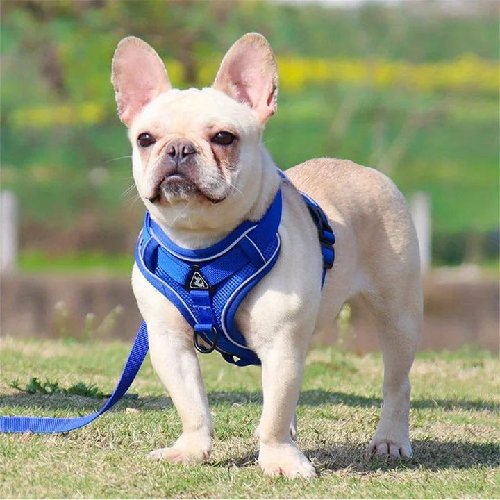 Small dog safety harness and leash combo, reflective for visibility and no-pull for better control.