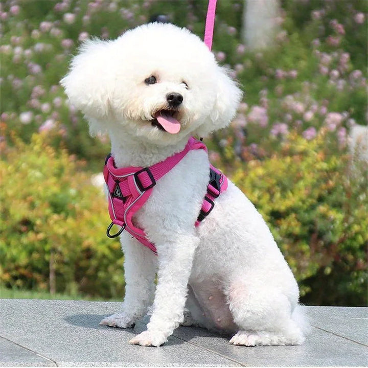 Pet safety gear: reflective no-pull harness and leash set designed for small dogs' outdoor adventures.