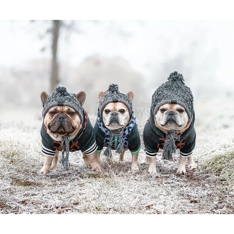 Small dog wearing a red knit winter hat with a white pom-pom, looking cozy & stylish.