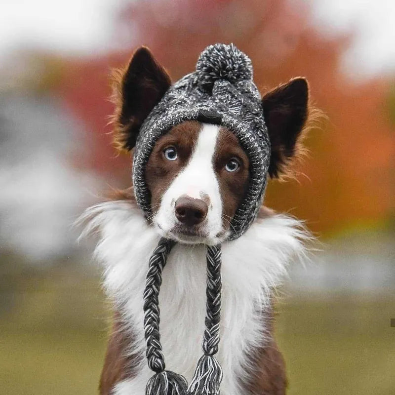 Warm knit dog winter hat in blue with a fluffy pom-pom, perfect pet apparel accessory.