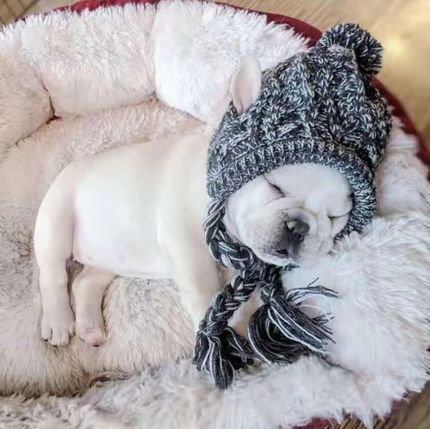 A dog wearing a green knitted pom-pom hat, ready for cold weather adventures.