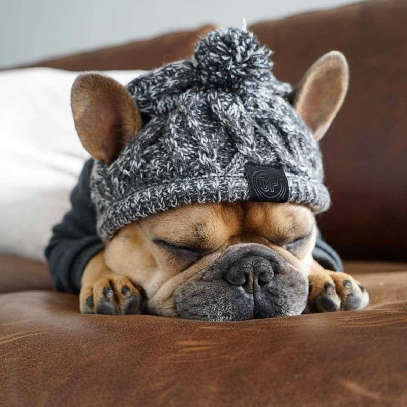 Small dog bundled up in a pink knitted winter hat with a pom-pom, adorable pet clothing.