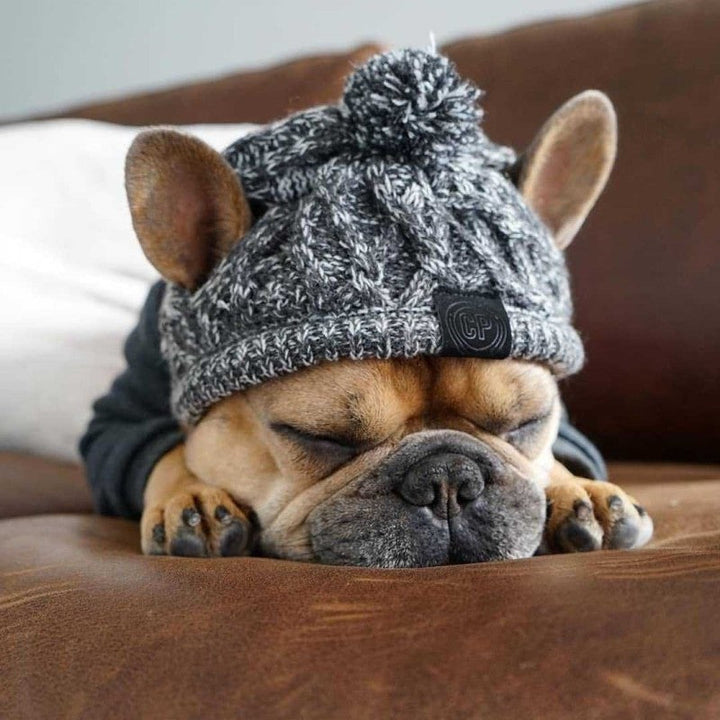 Small dog bundled up in a pink knitted winter hat with a pom-pom, adorable pet clothing.