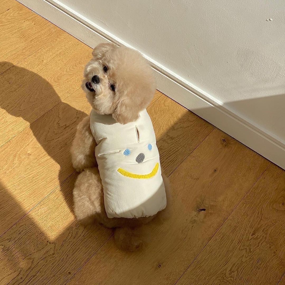 Small dog wearing a red thermal cotton coat, cozy and warm for winter weather