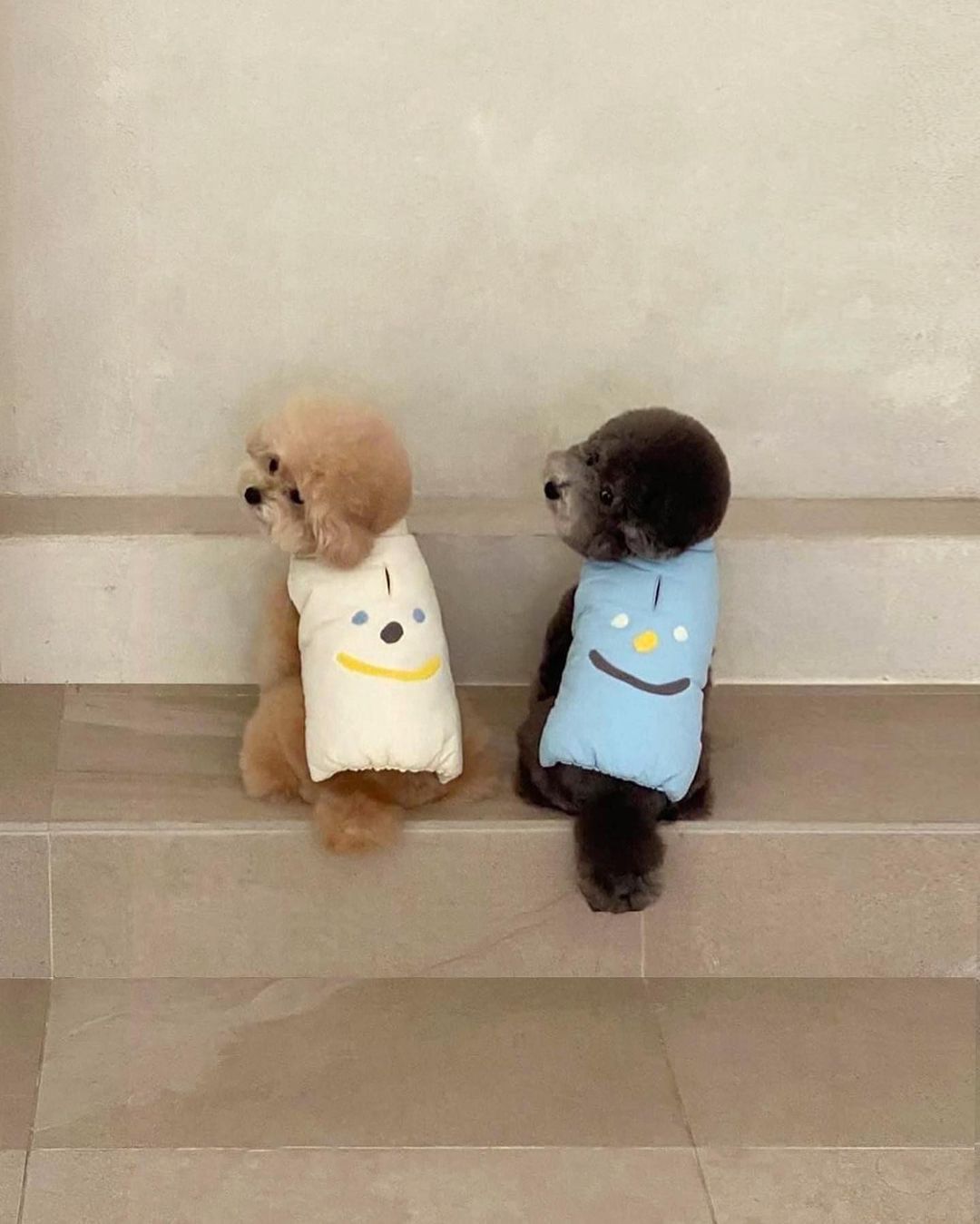 Various color options of a thermal cotton dog coat, suitable for small to medium breeds