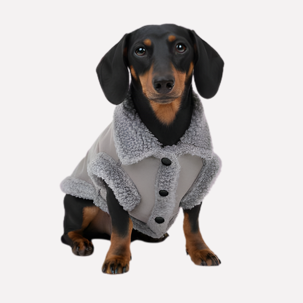 Medium dog modeling a cozy, stylish shearling pet jacket, ideal winter outerwear