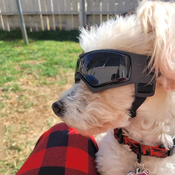 Pet eyewear for small dogs, stylish and functional UV protective dog sunglasses