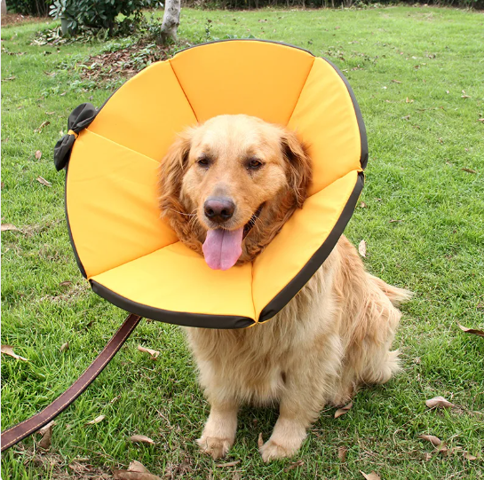 Soft adjustable dog recovery collar, blue, protecting a dog post-surgery, promoting healing