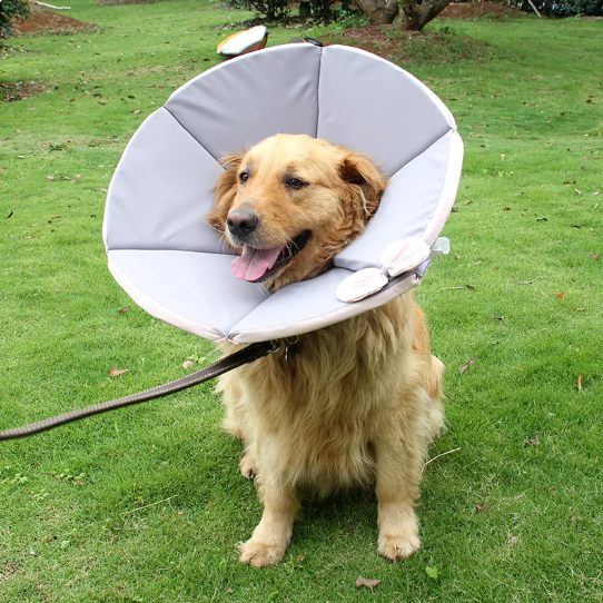 Blue soft dog recovery collar, showing its flexible material for pet's gentle post-op care