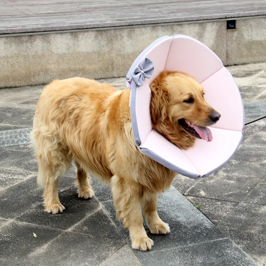 Image of a dog recovery cone collar, highlighting its adjustable straps for a secure fit, pet care